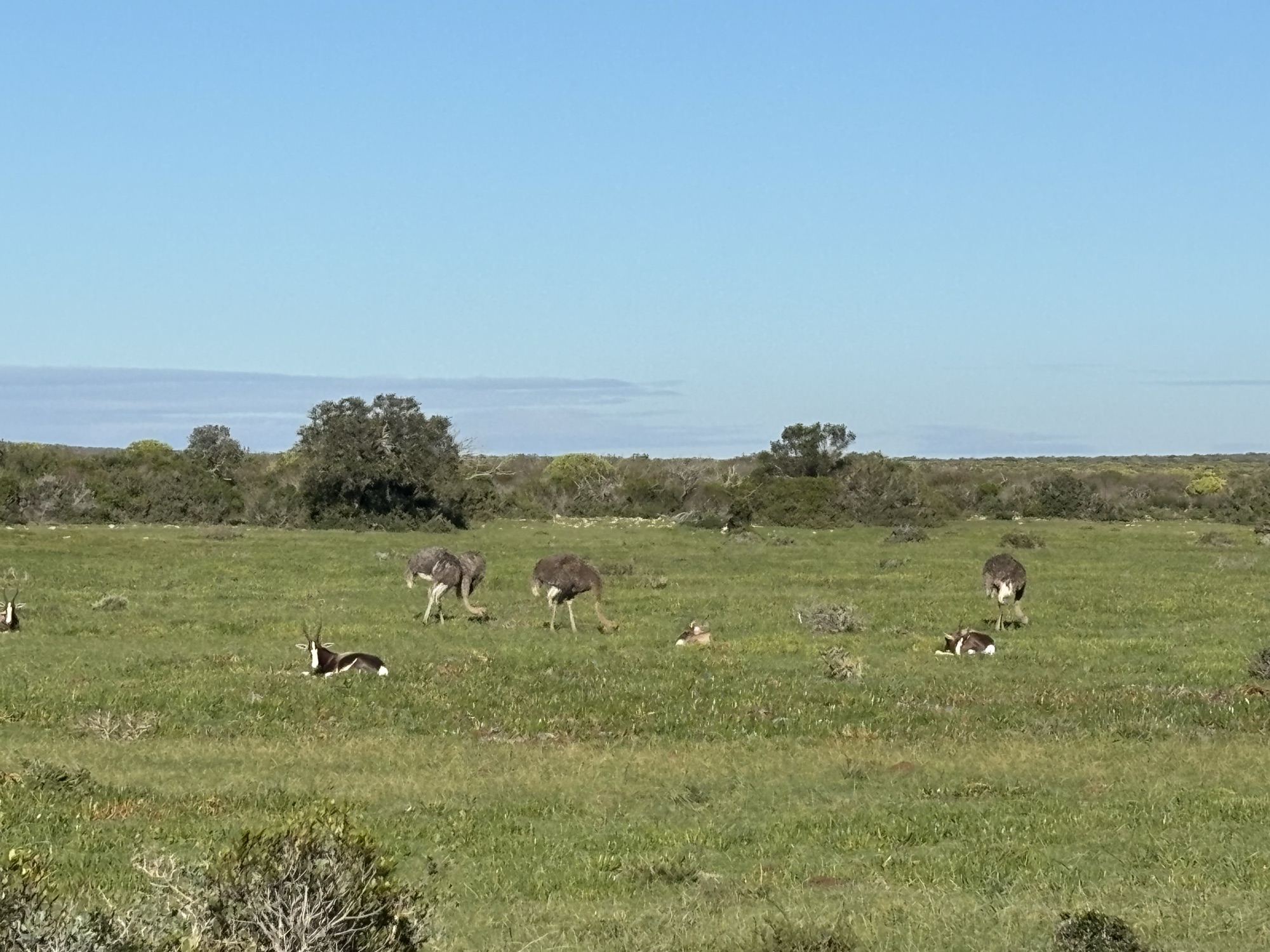 Avestruces en De Hoop Nature Reserve