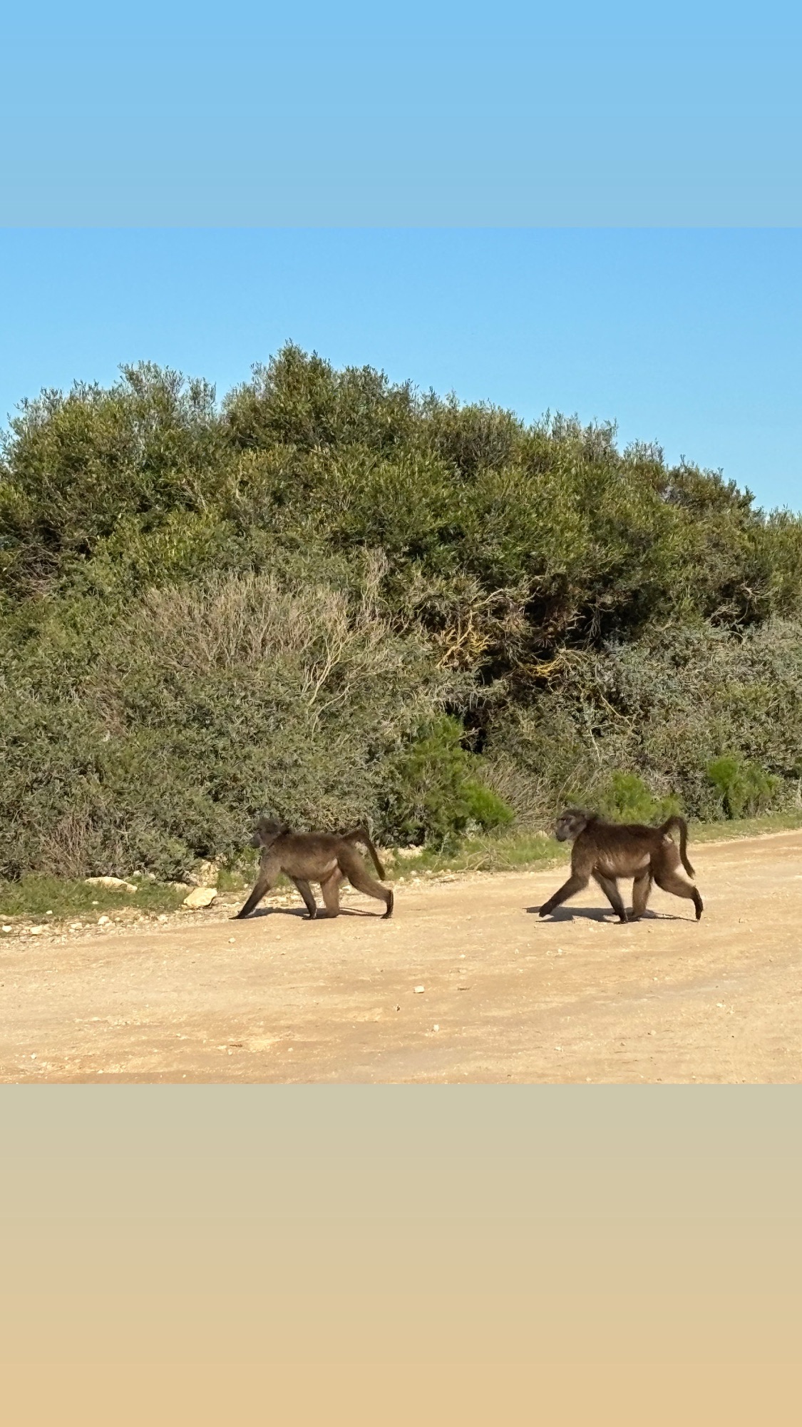 Babuinos en De Hoop Nature Reserve