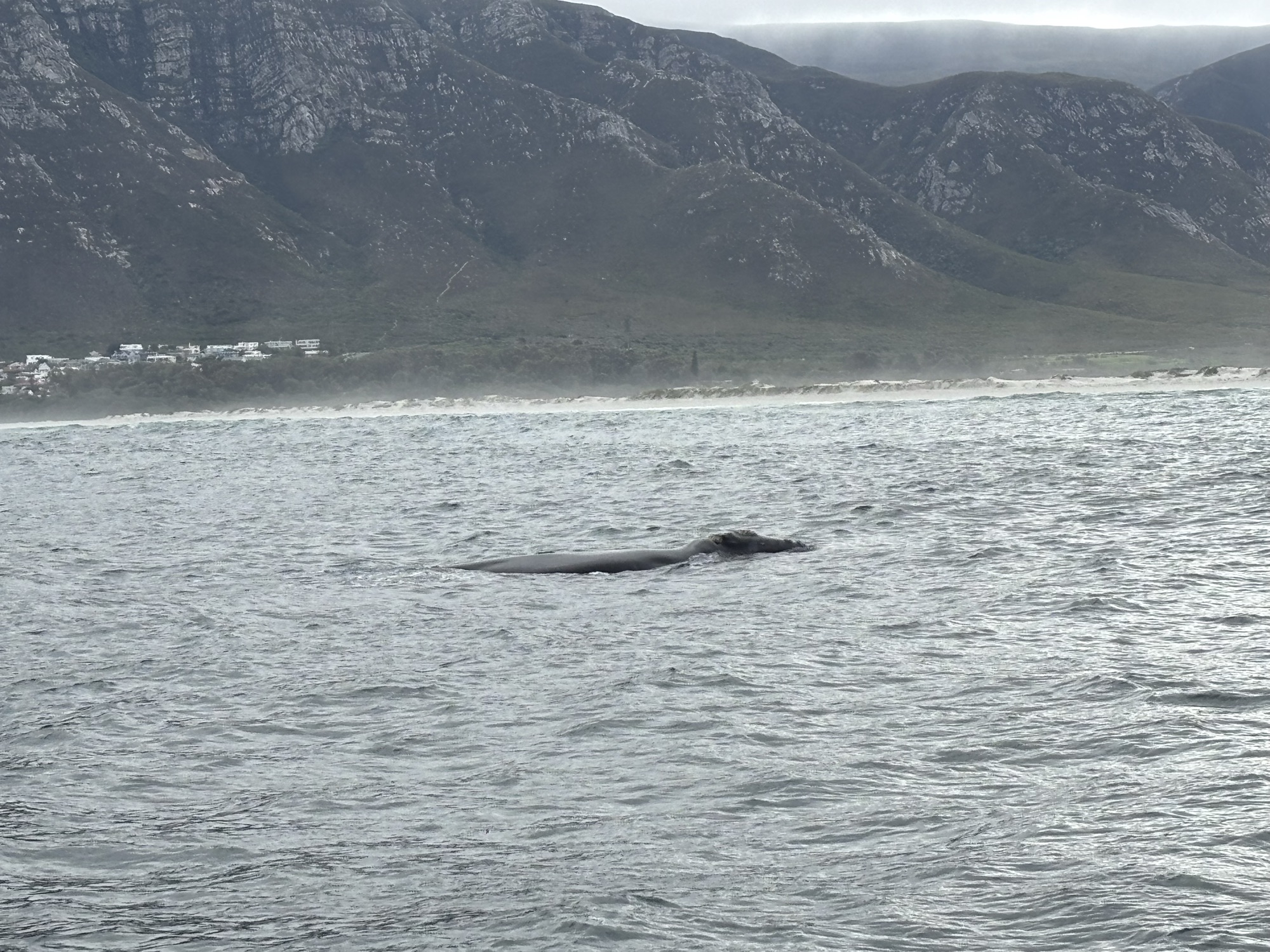 Una ballena franca austral asomando en Walker Bay, Hermanus