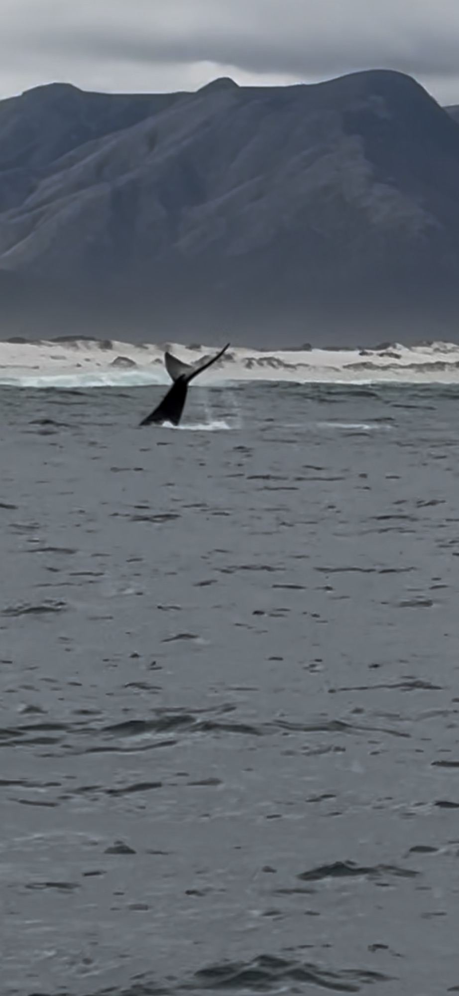 Una ballena golpeando el agua con la cola en Hermanus