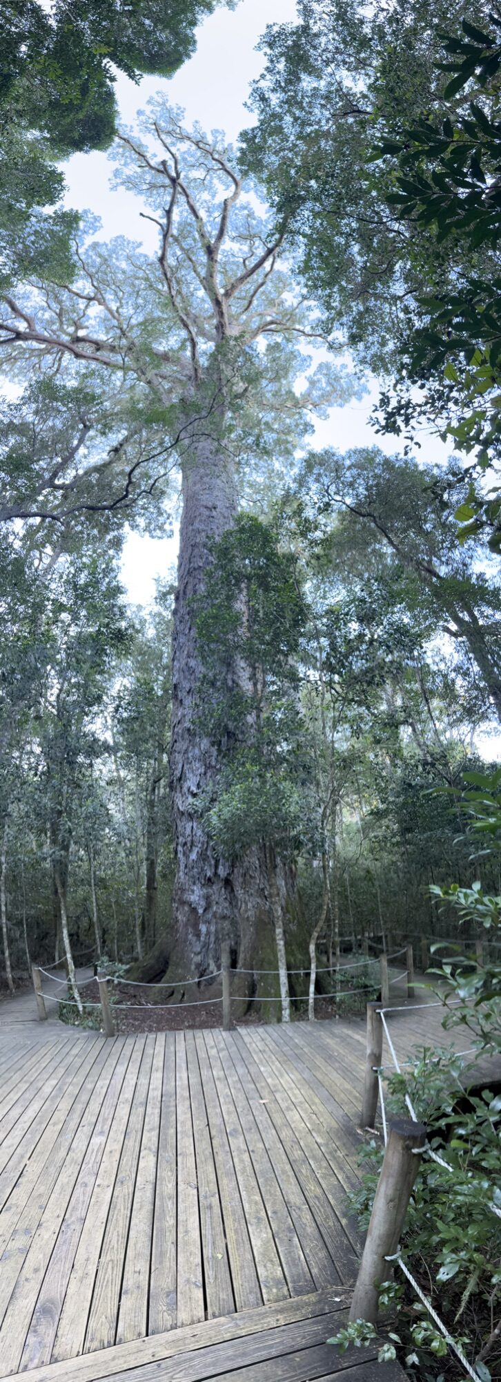 El Big Tree, un yellowwood gigante de la Garden Route