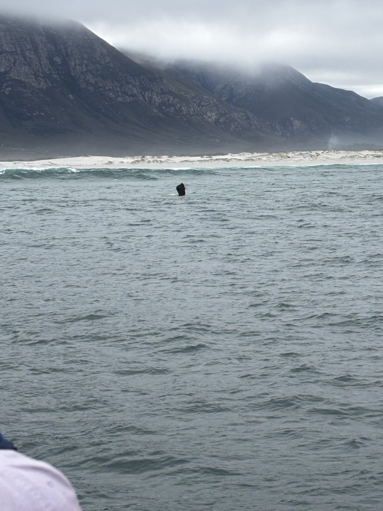 La cola de una ballena en Hermanus