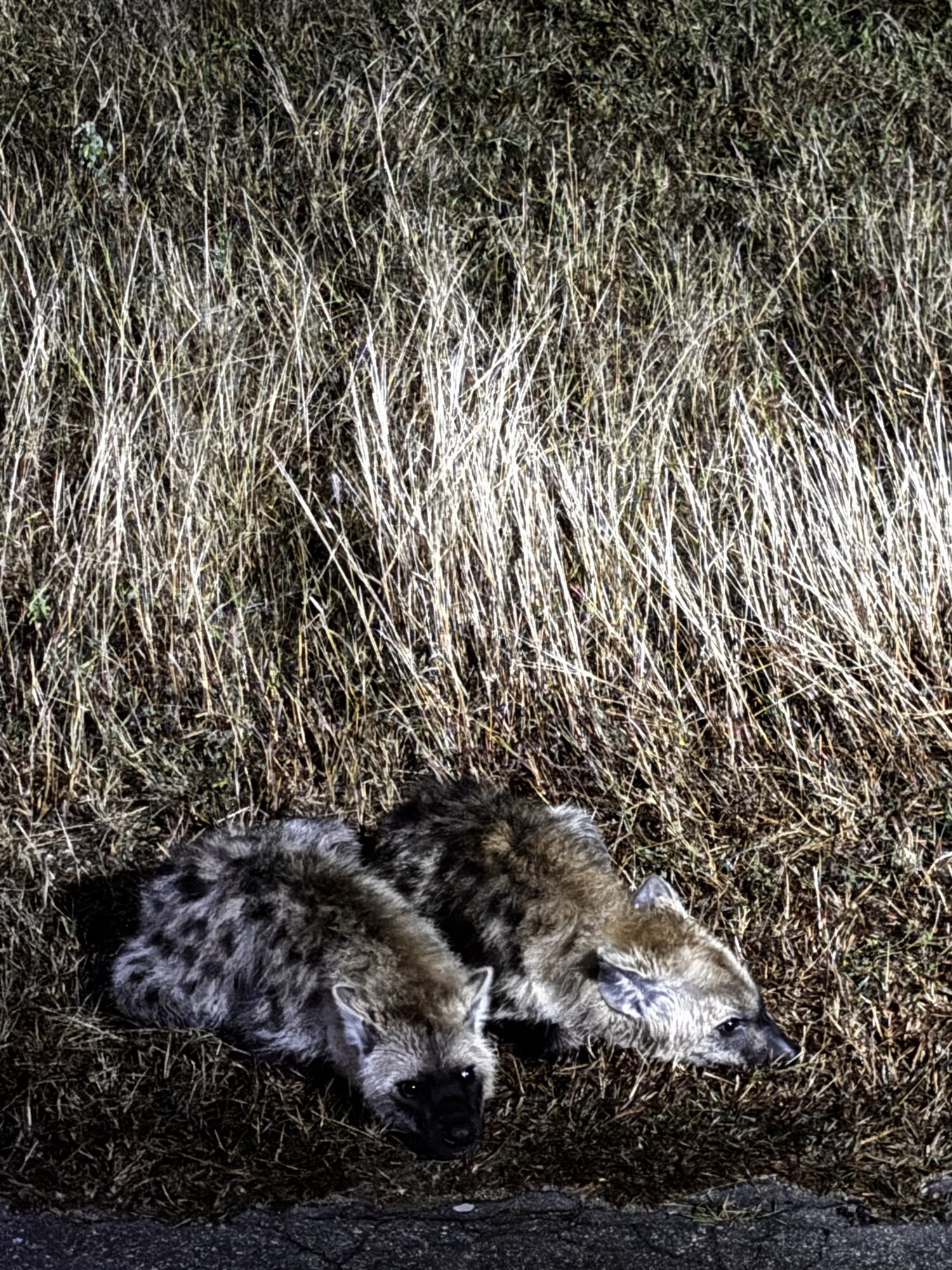 Crías de hiena vistas en el safari nocturno del Kruger