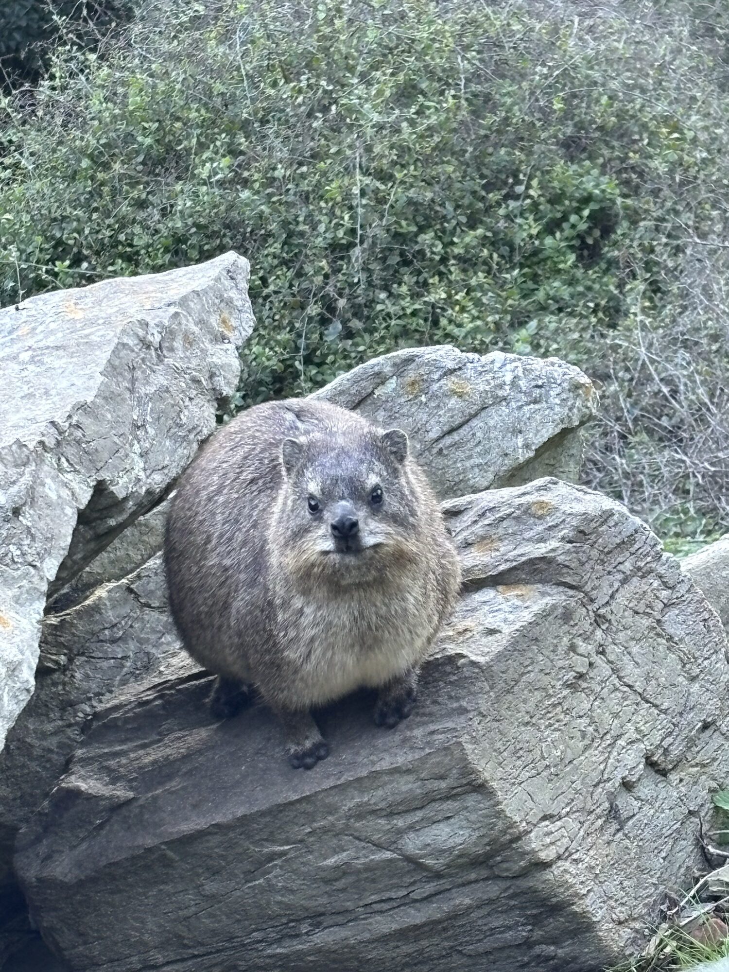 Un dassie (damán de El Cabo) en Tsitsikamma