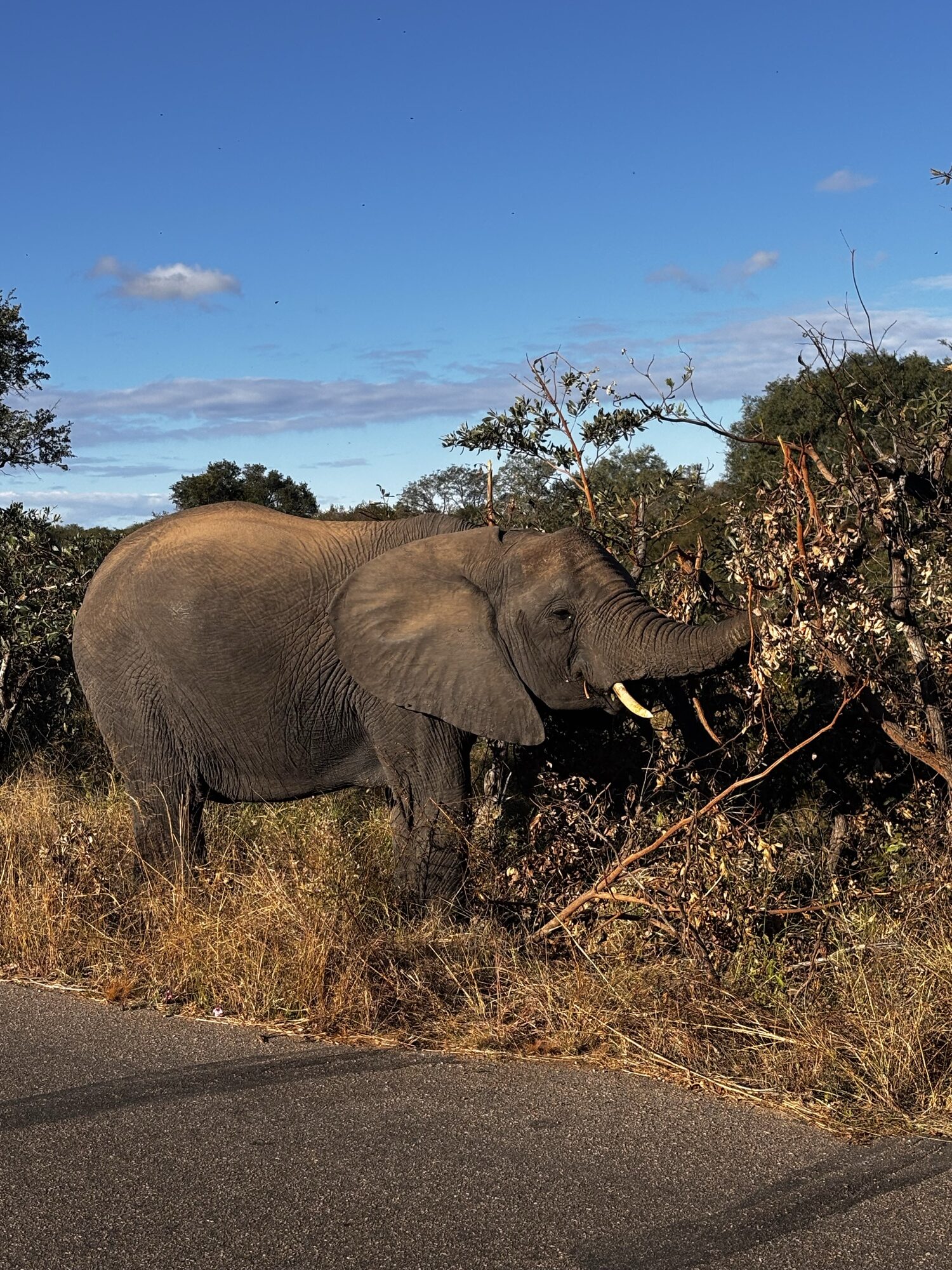Elefante en el Parque Kruger