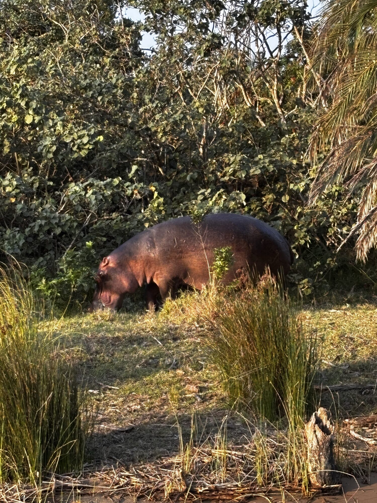 Un hipopótamo en el estuario de Santa Lucía