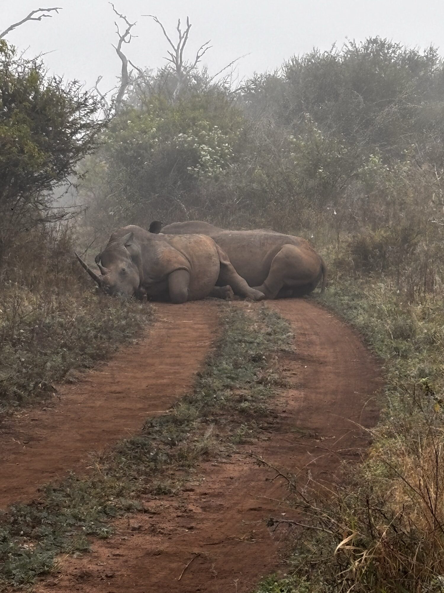 Rinocerontes en Hlane Royal; a estos los vimos caminando durante el safari a pie