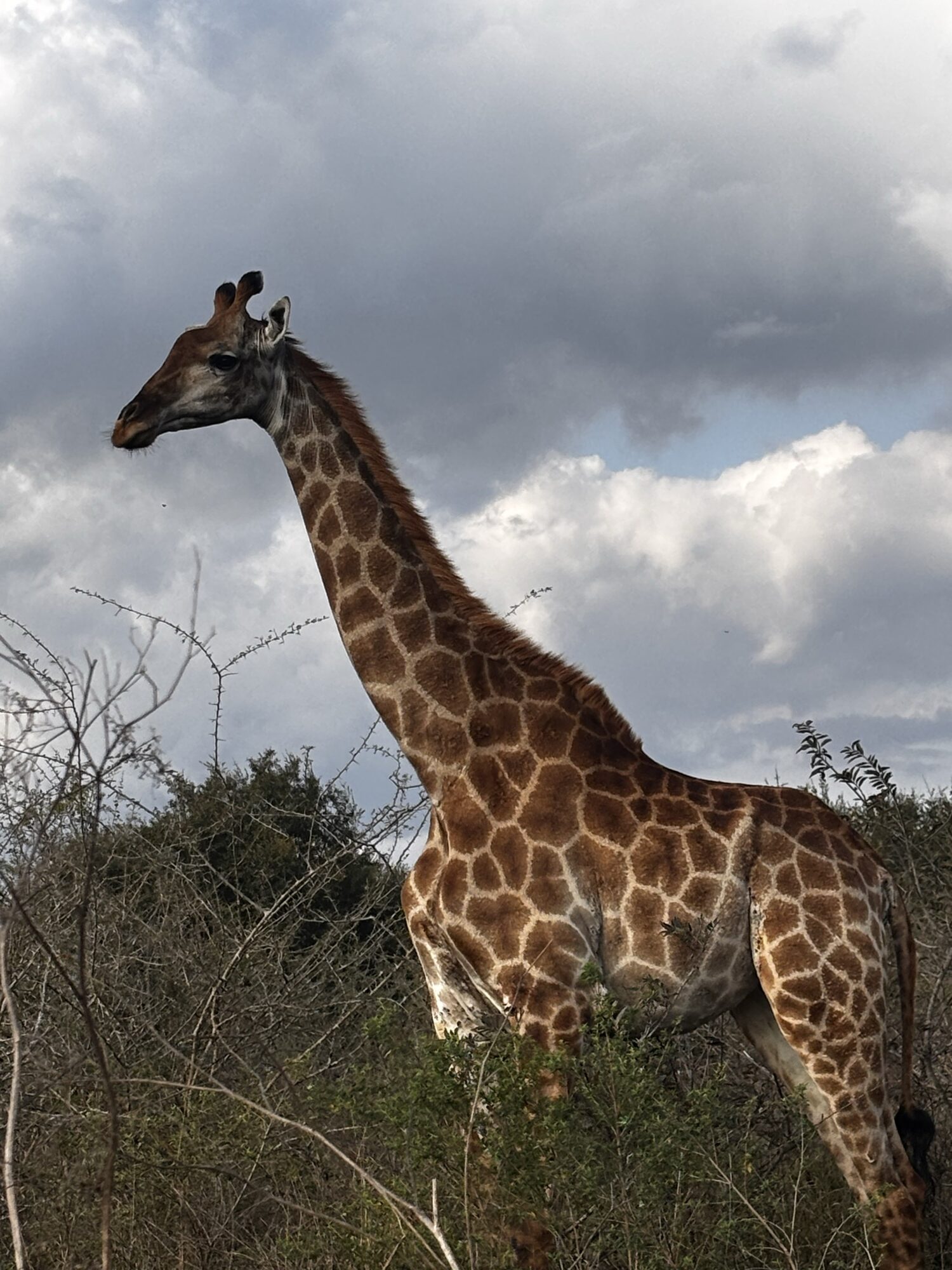 Jirafa en Hlane Royal, Eswatini