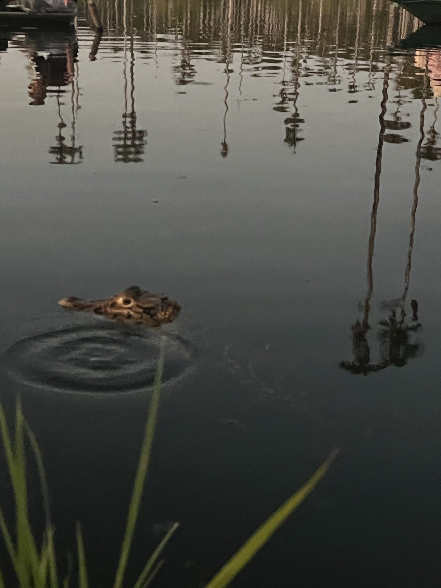 Caiman