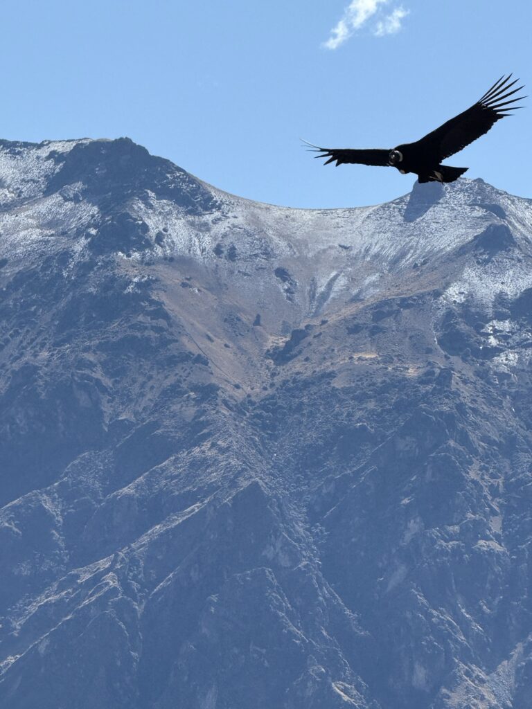 Cañón del Colca en 2 días: cóndores y miradores