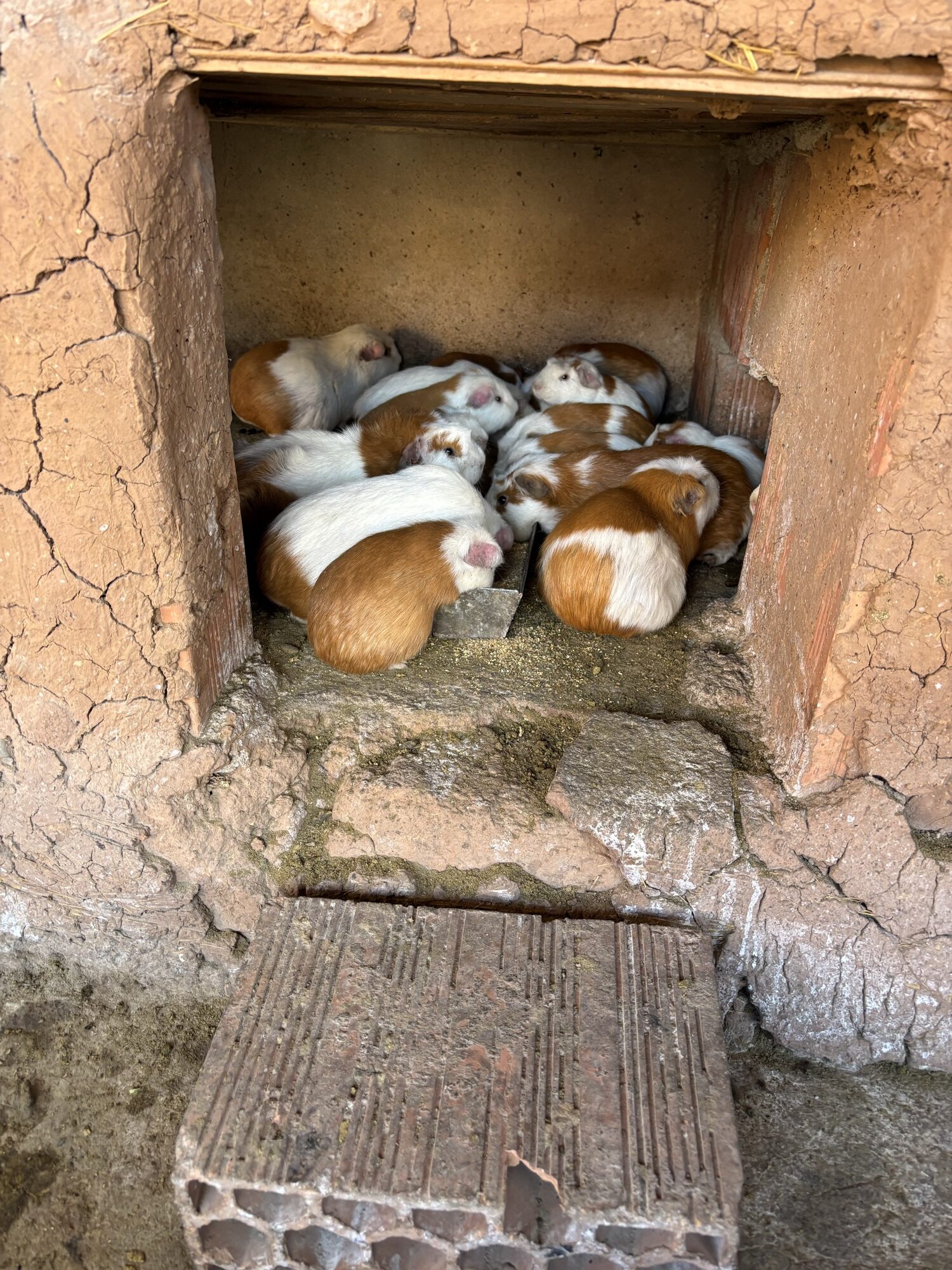 Cuis chinchero