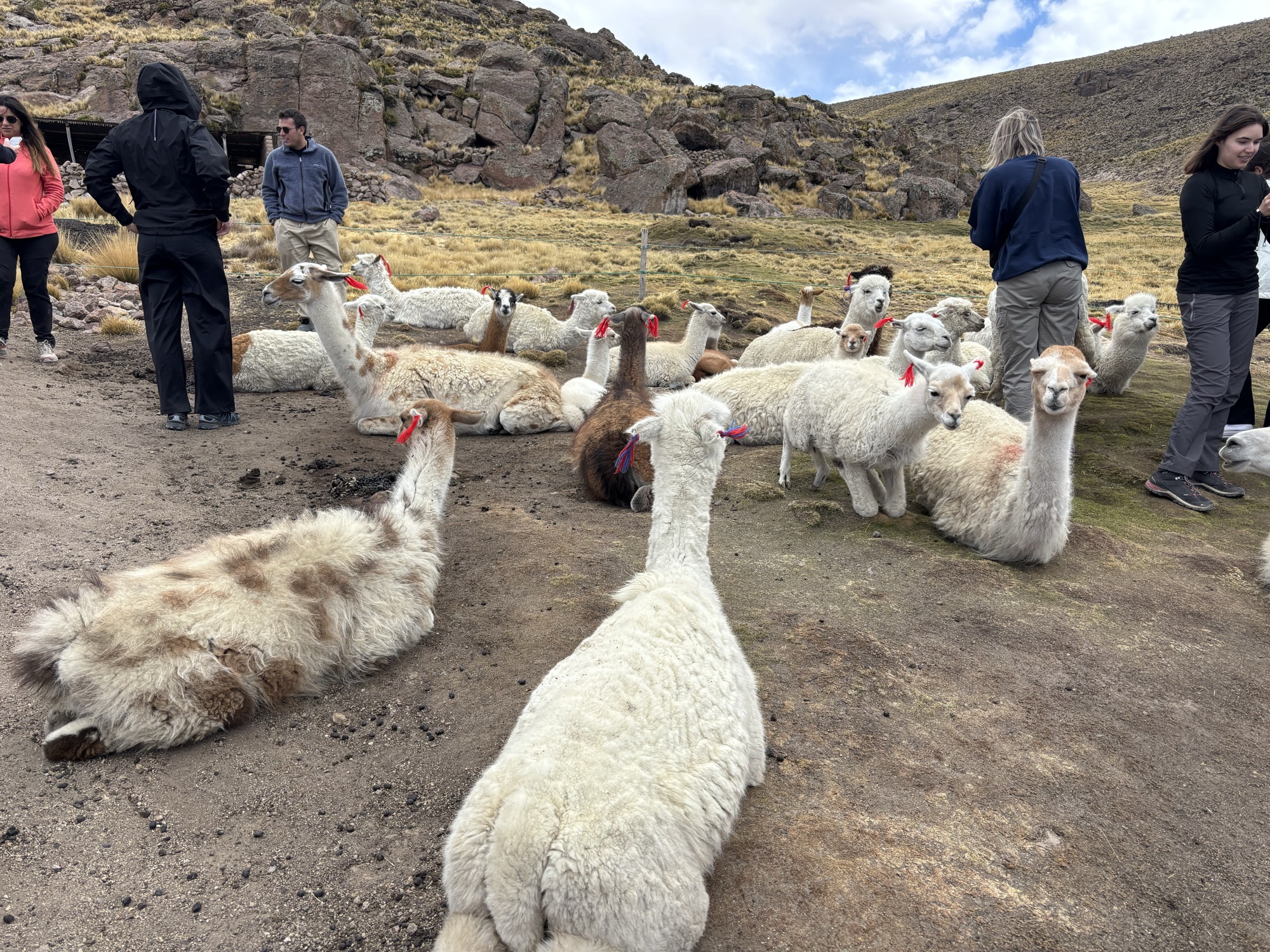 Llamas