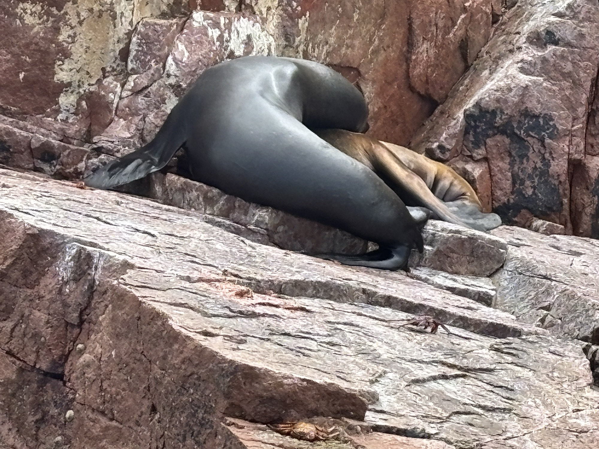 Lobo marino