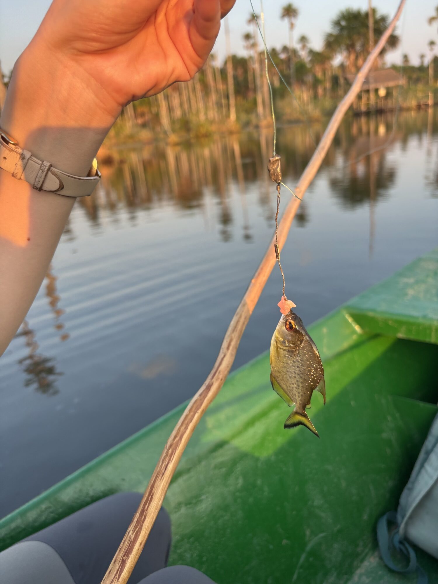 Piraña