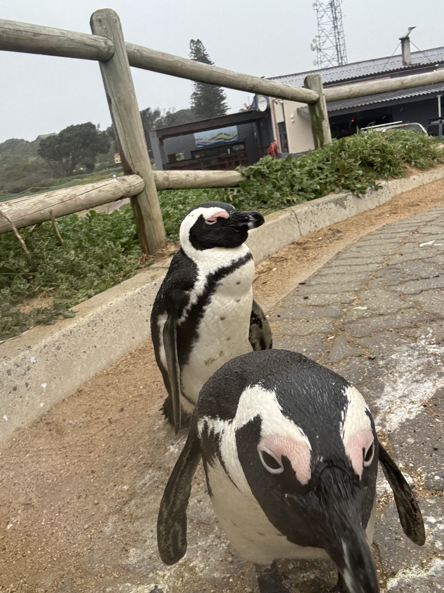 Pingüino africano de cerca en Stony Point