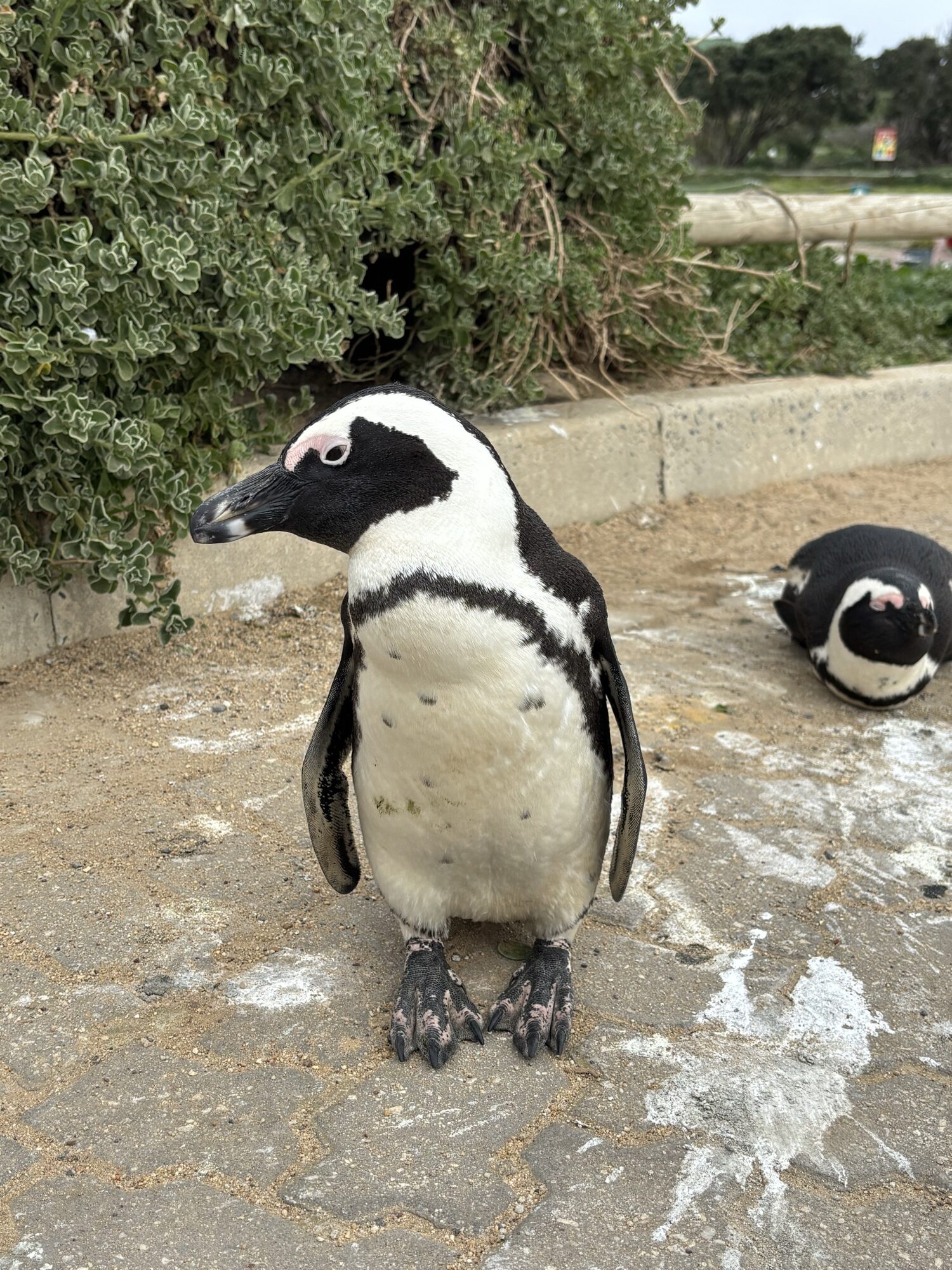 Un pingüino africano en Stony Point