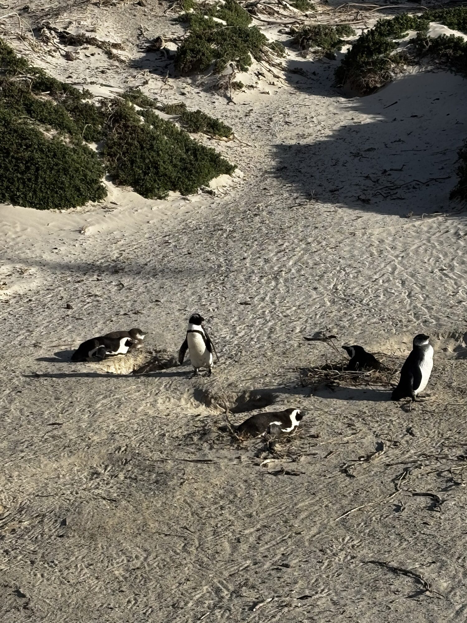 Pingüinos africanos en Boulders Beach, Simon's Town