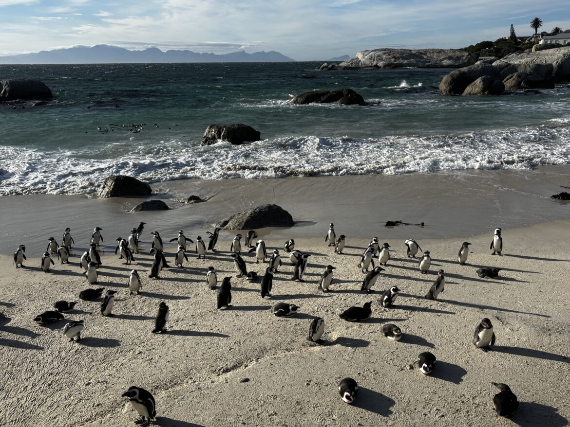 Pingüinos en la playa de Boulders