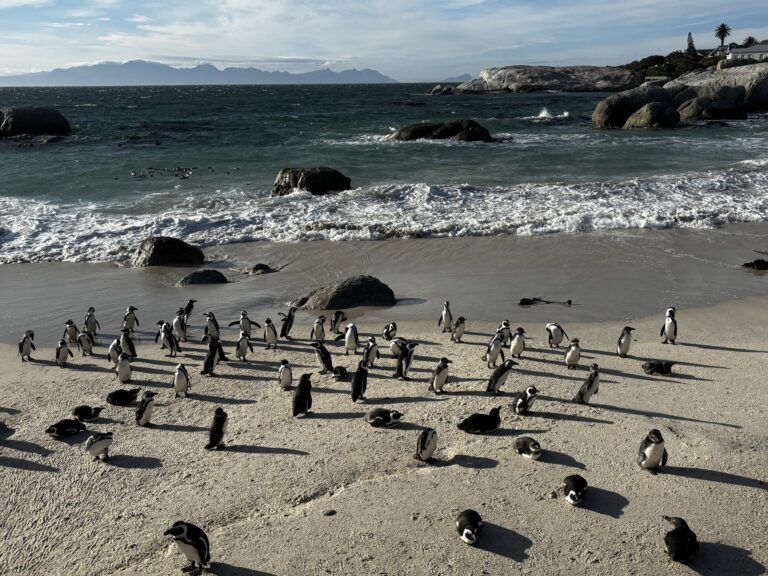 pinguinos-boulders-playa