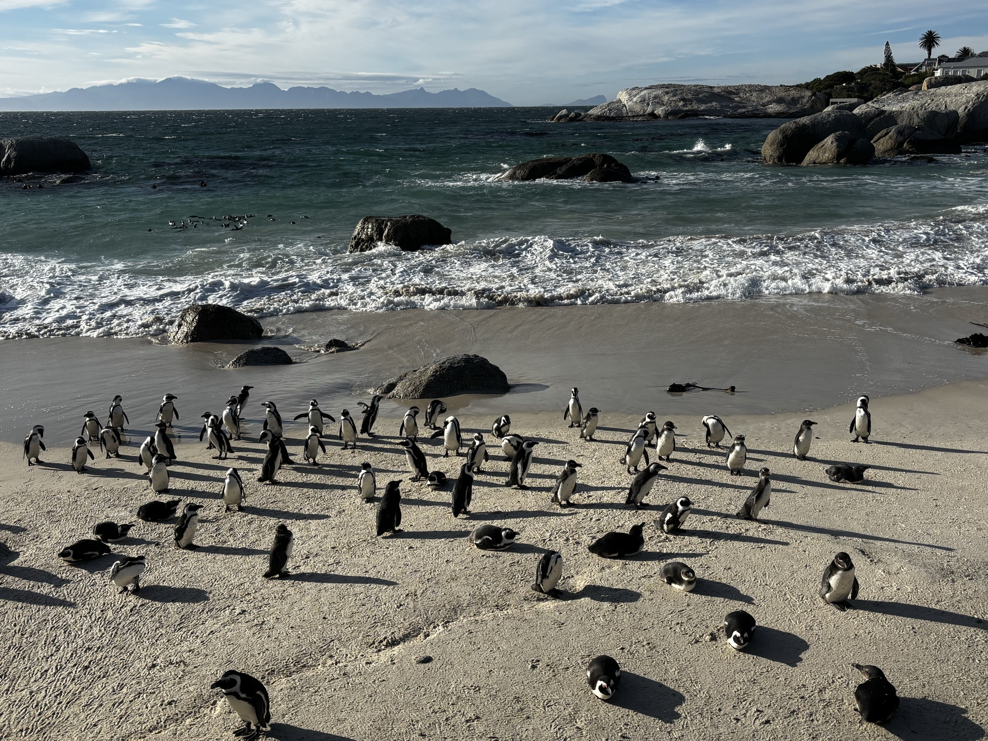 Pingüinos en la playa de Boulders