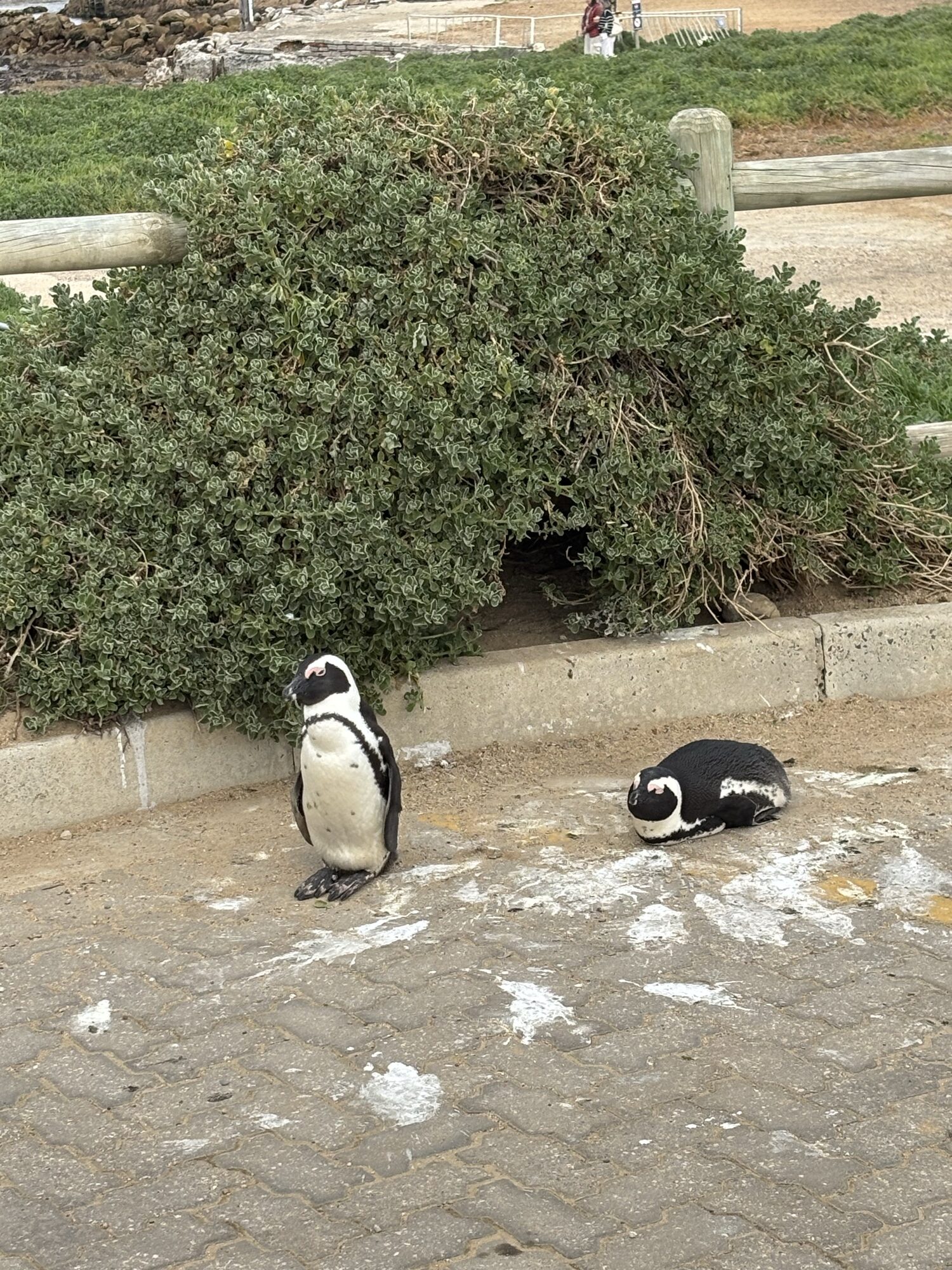 Pingüinos paseando por el parking de Stony Point