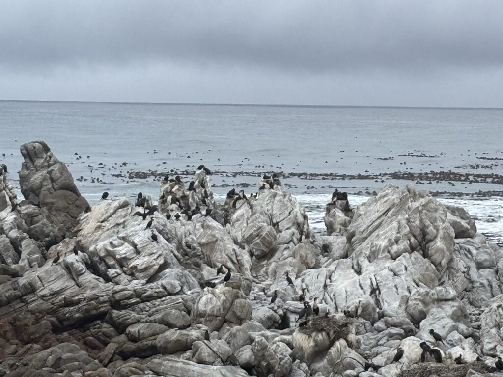 Hermanus y Stony Point: ballenas y pingüinos