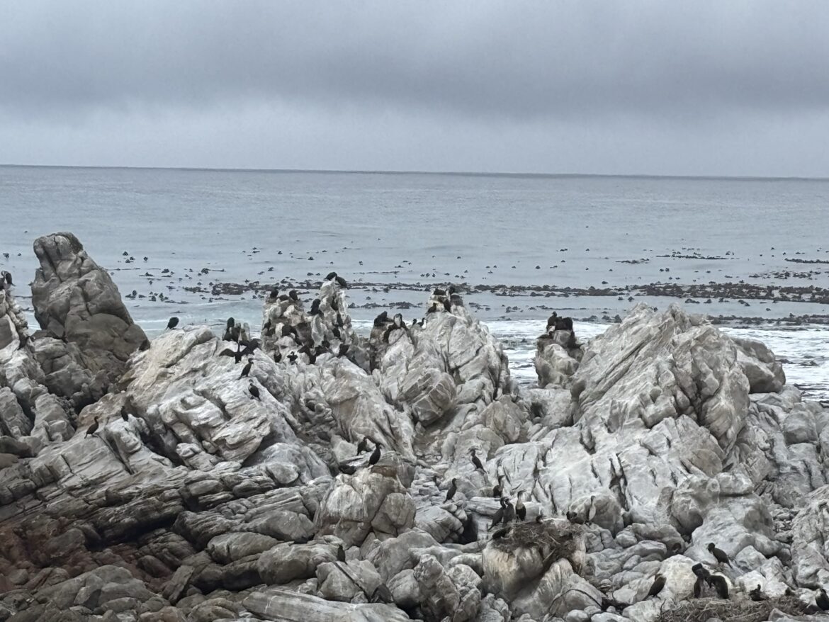 Hermanus y Stony Point: ballenas y pingüinos