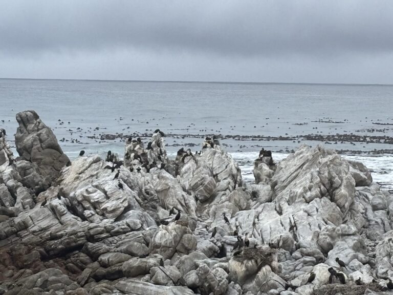 portada-stony-point-pinguinos-5
