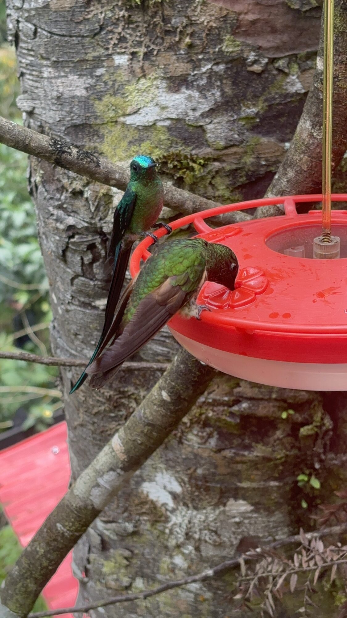 Colibrí en un bebedero de la Casa de los Colibríes, en la ruta del Valle del Cocora