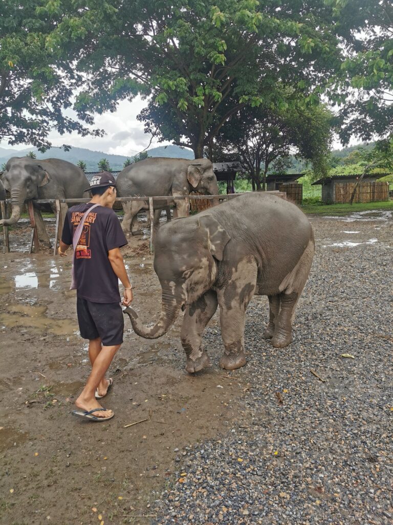 Santuario de elefantes en Chiang Mai: nuestra experiencia