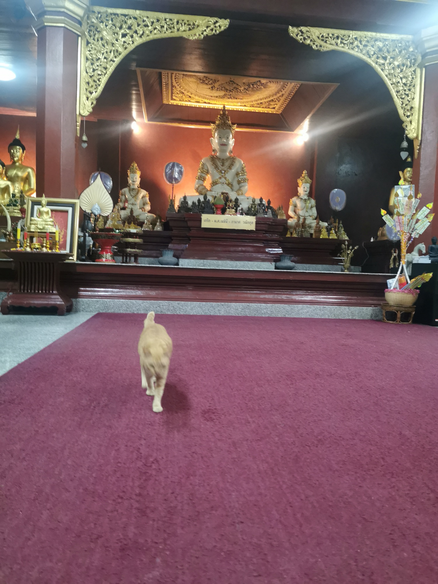 Un gato paseando por la alfombra de un templo de Chiang Mai