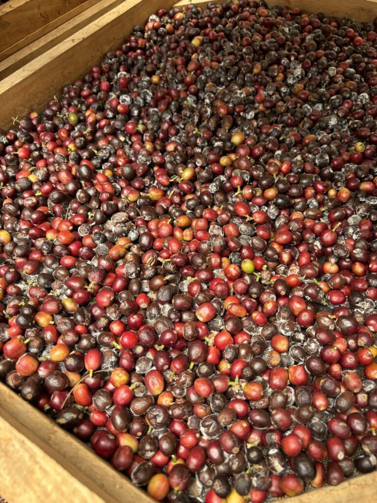 Finca cafetera en Colombia: nuestra visita a Don Elías