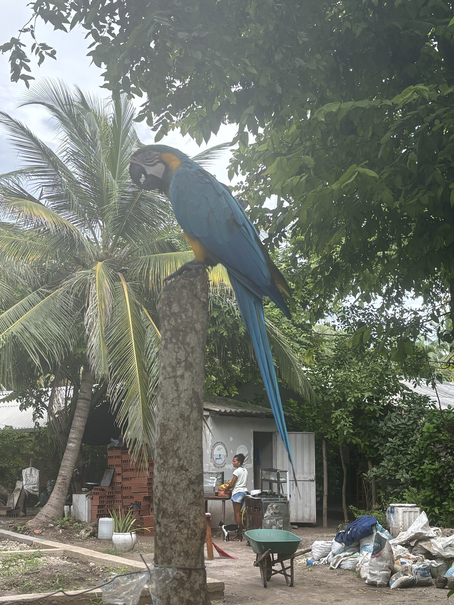Guacamaya azul y amarilla posada en un tronco en El Pueblito, Isla Grande