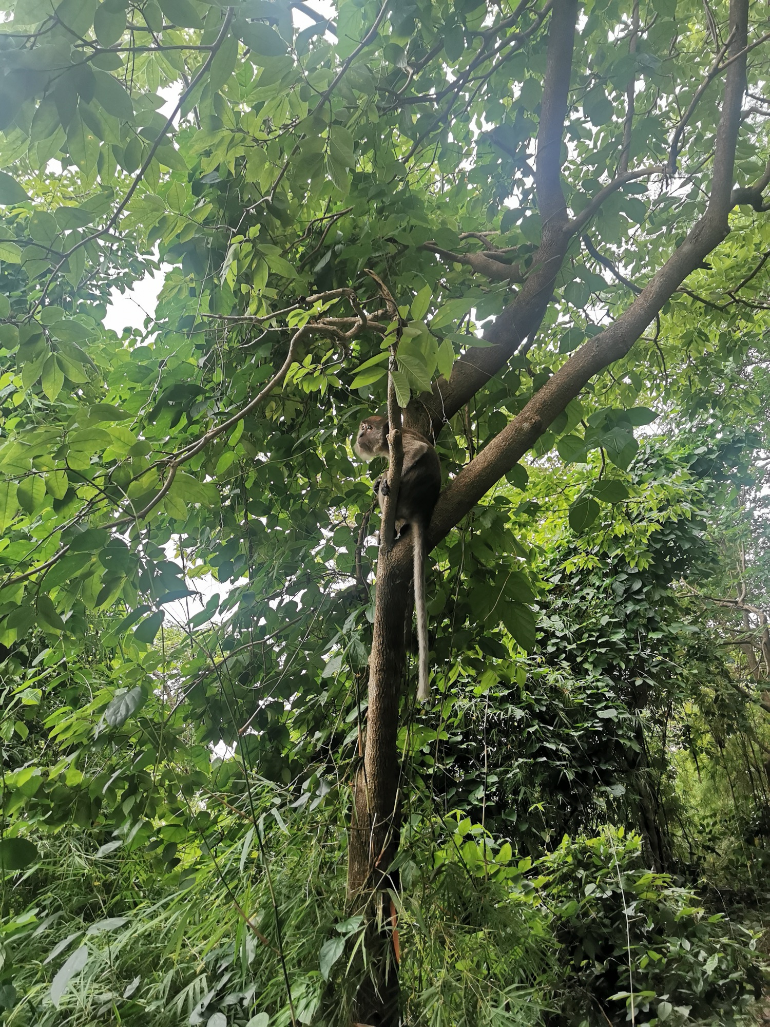 Vegetación de la selva en el Monkey Trail de Ao Nang