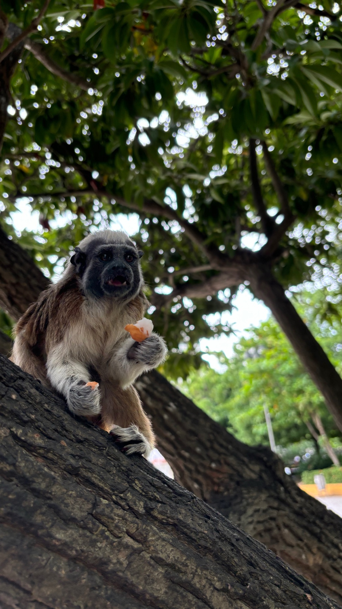 Mono tití en un árbol del Parque del Centenario de Cartagena